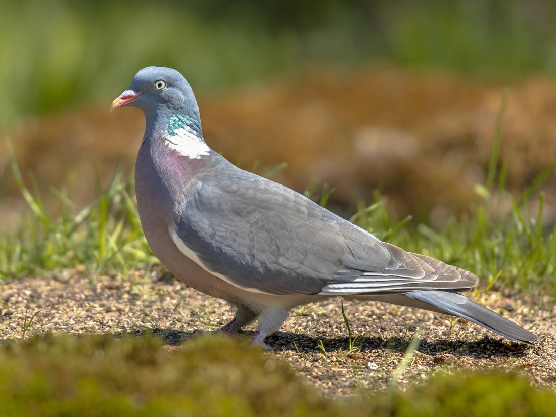 View Solar Pigeon Deterrent https://images.vc/image/4l6/common-wood-pigeon-2021-08-26-16-38-23-utc.jpg
