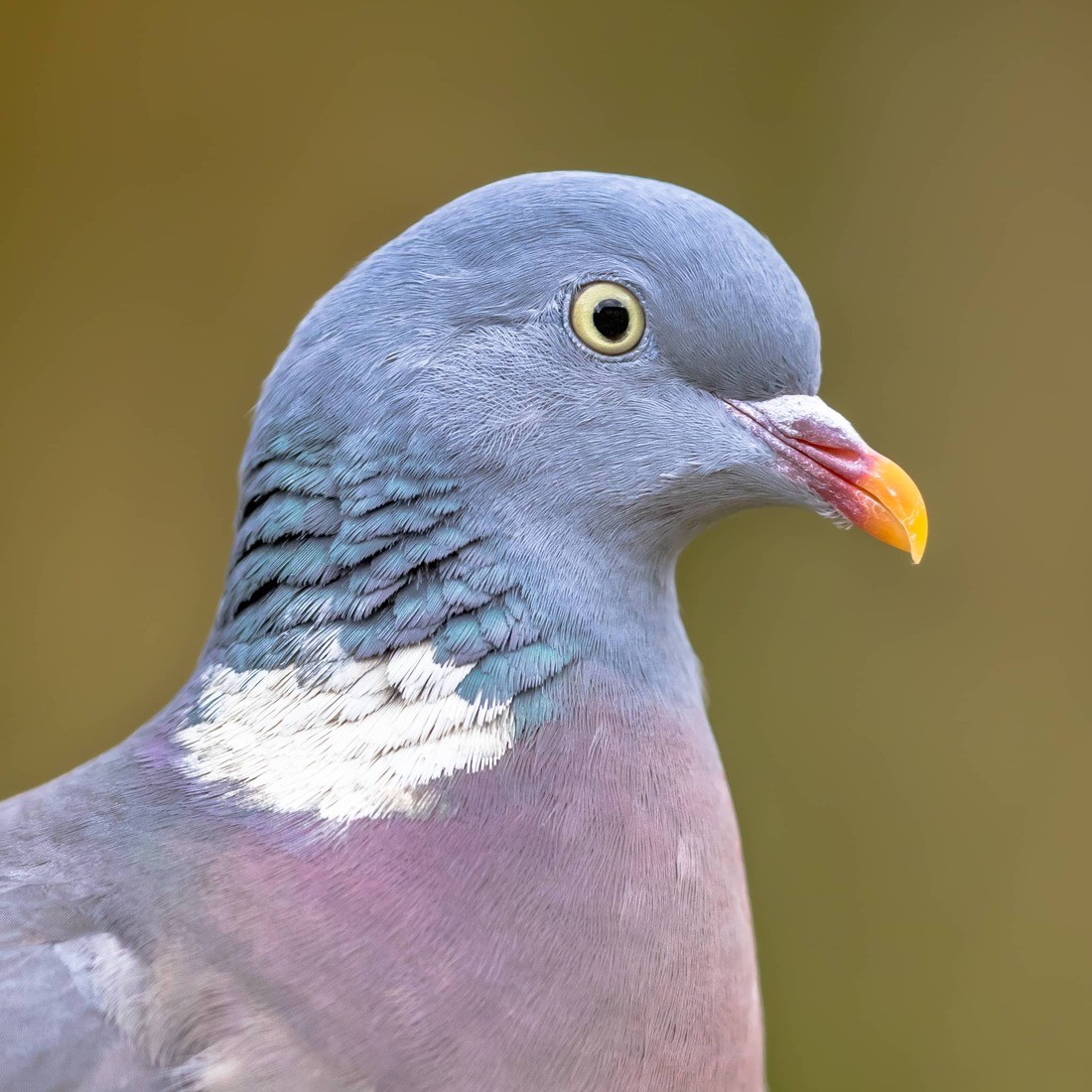 Picture related to Solar Pigeon Netting https://images.vc/image/4ld/headshot-portrait-of-wood-pigeon-2021-09-02-20-19-20-utc.jpg