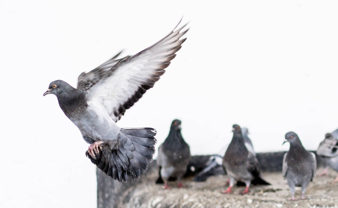Check Out Solar Pigeon Spike https://images.vc/image/4lg/pigeon-in-midair-2022-11-16-15-04-56-utc.jpg