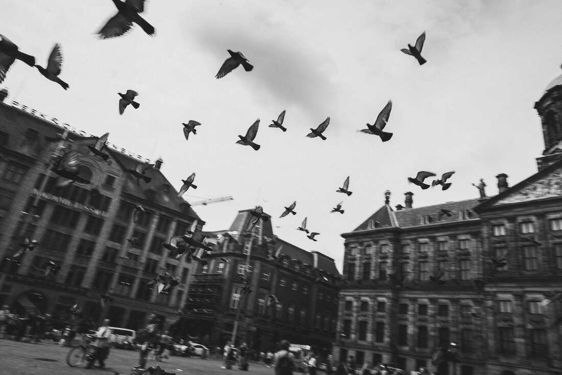 Picture related to pigeon control system https://images.vc/image/4lh/pigeons-flying-on-square-between-buildings-2022-03-04-05-51-38-utc.jpg