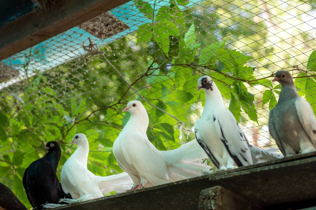 View Pigeon Barrier https://images.vc/image/4ln/the-pigeons-in-his-loft-breeding-of-domestic-pedi-2022-11-25-16-56-43-utc.jpg