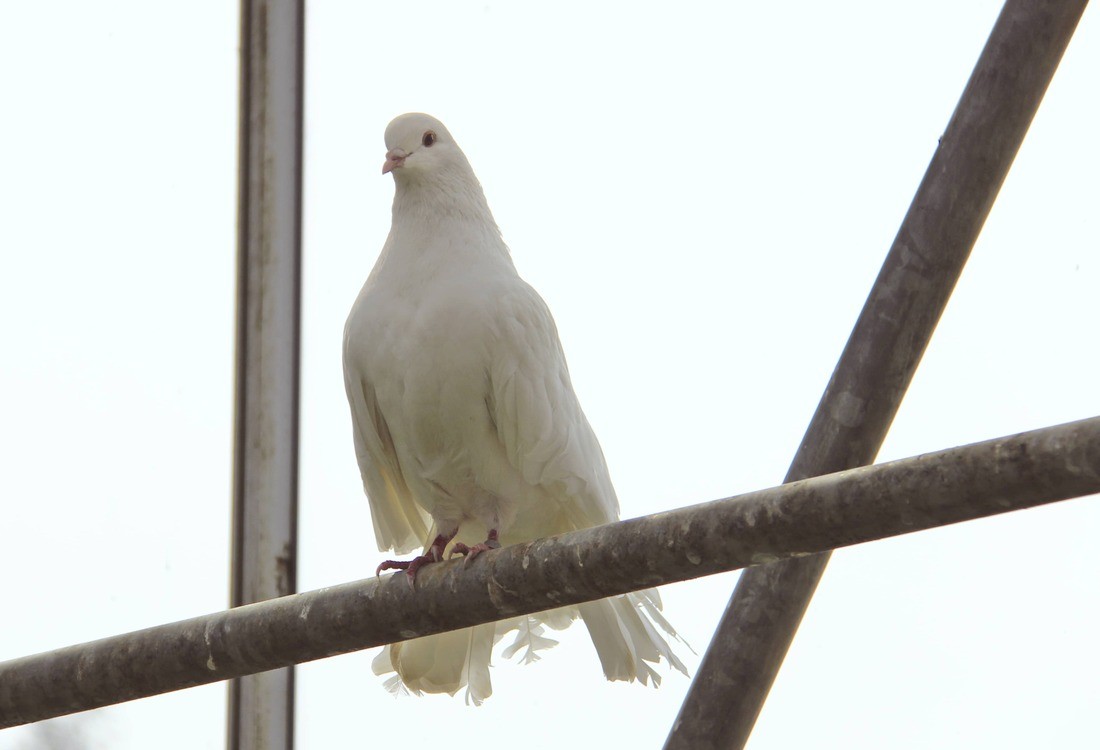 A Photo of Solar Pigeon Spike https://images.vc/image/4lo/white-pigeon-2022-11-04-06-18-19-utc.jpg