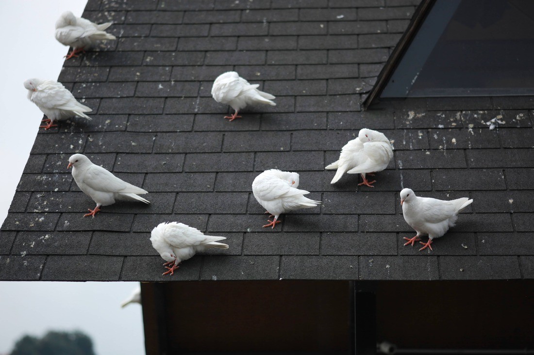 View Bird Deterrent System https://images.vc/image/4lp/white-pigeons-2021-08-30-00-59-30-utc.jpg