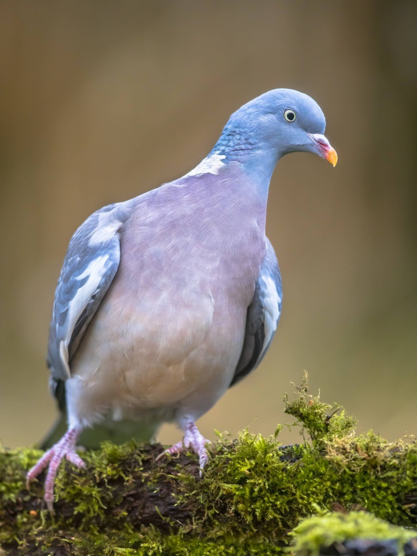 A Photo of Pigeon Proofing https://images.vc/image/4lq/wood-pigeon-on-mossy-branch-2021-09-02-20-19-20-utc.jpg
