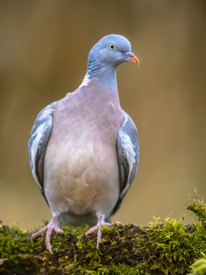 A Photo of Solar Pigeon Netting https://images.vc/image/4lr/wood-pigeon-on-mossy-branch-2021-09-02-23-25-53-utc.jpg