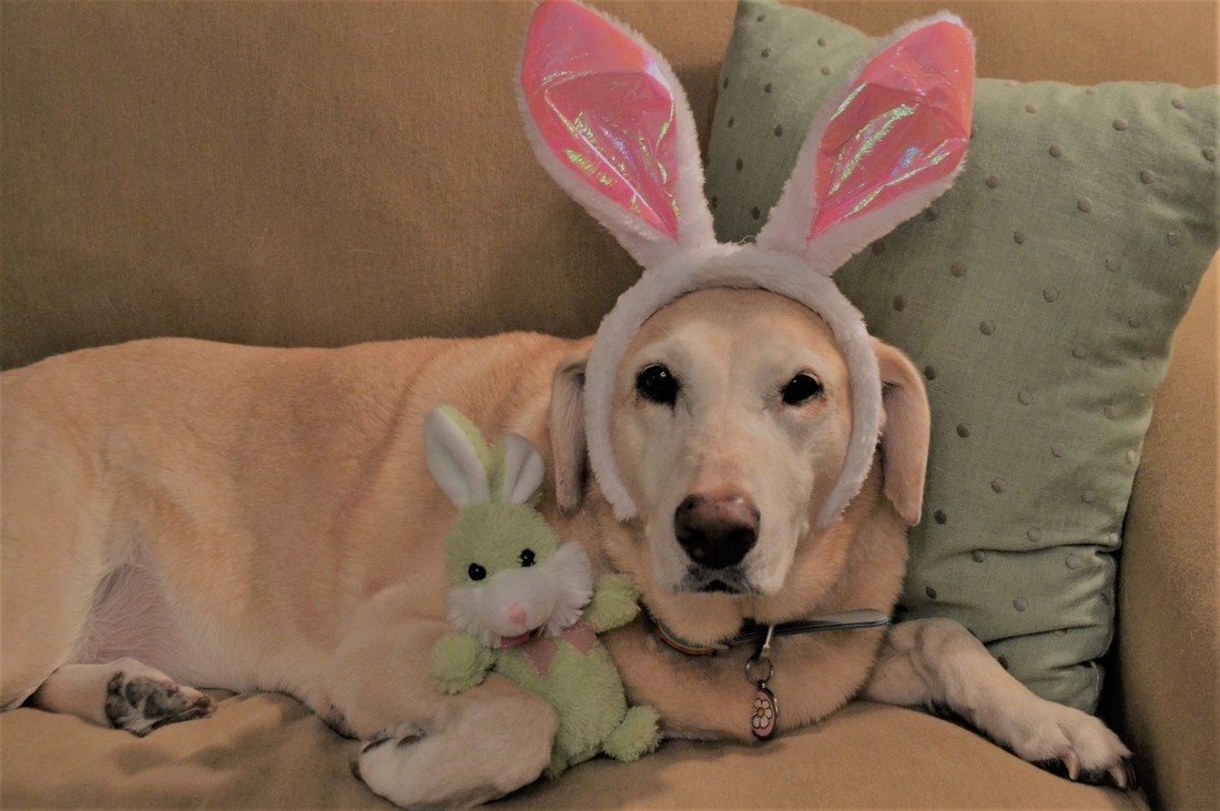 Check Out humorous animal contests https://images.vc/image/7hg/cute-pet-dressed-up-for-easter-2022-11-16-06-09-33-utc.jpg